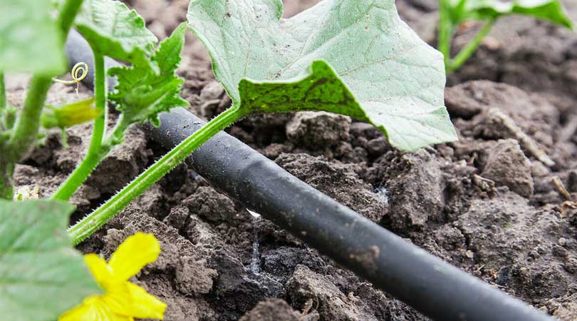 Modern Irrigation Techniques