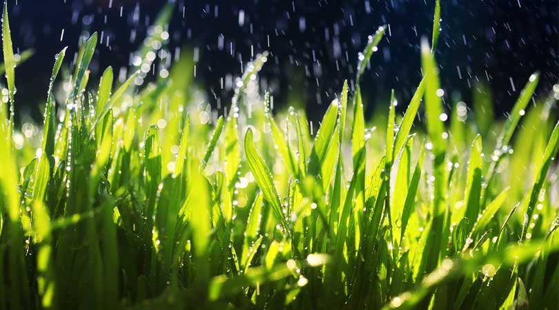 Common Myths And Misconceptions About Irrigation