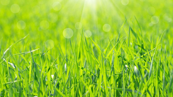 How-to-maintain-a-healthy-lawn