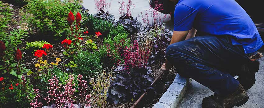 Flowers-With-Drip-Irrigation