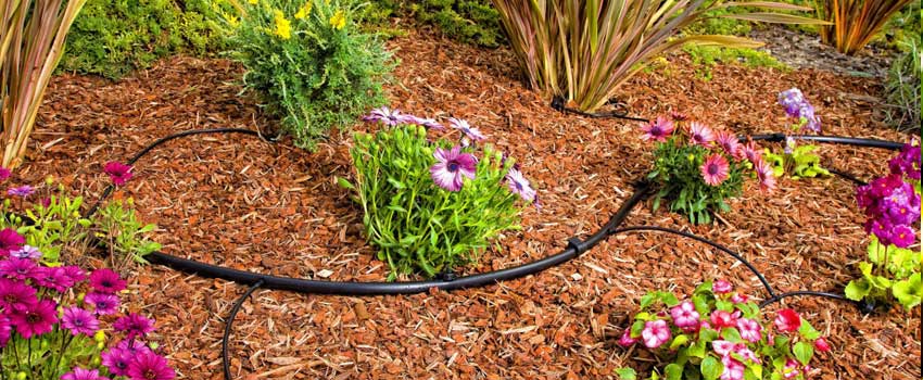 Flowers-With-Drip-Irrigation