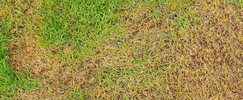 How Often Should I Water My Lawn