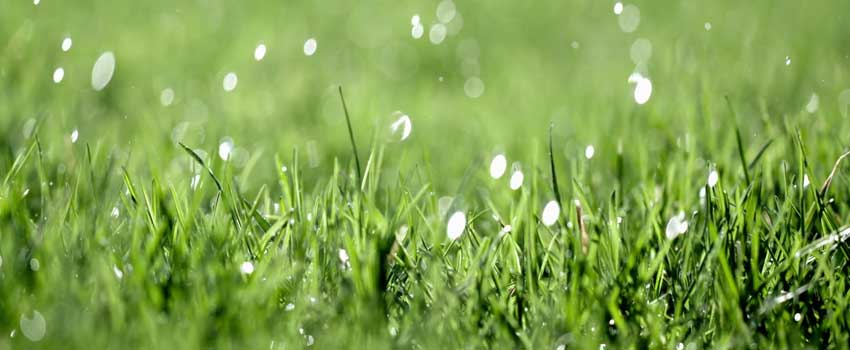 Rain-On-Grass