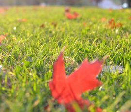 Fall Lawn Care – Fall Lawn Maintenance