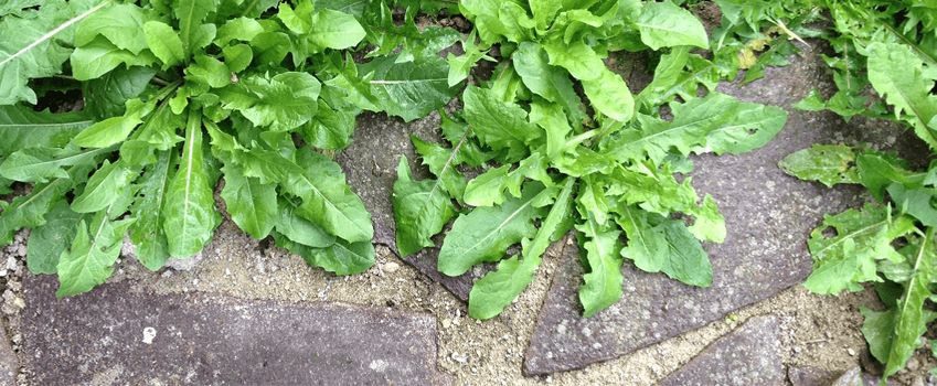 garden weeds