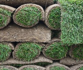 The Complete Guide To Successfully Growing Sod