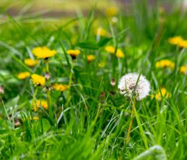 Summer Lawn Weed Control: Common Weeds & How To Rid Them Properly