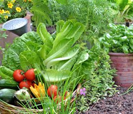 The 8 Best Vegetable Garden Irrigation Tips For A Bountiful Harvest