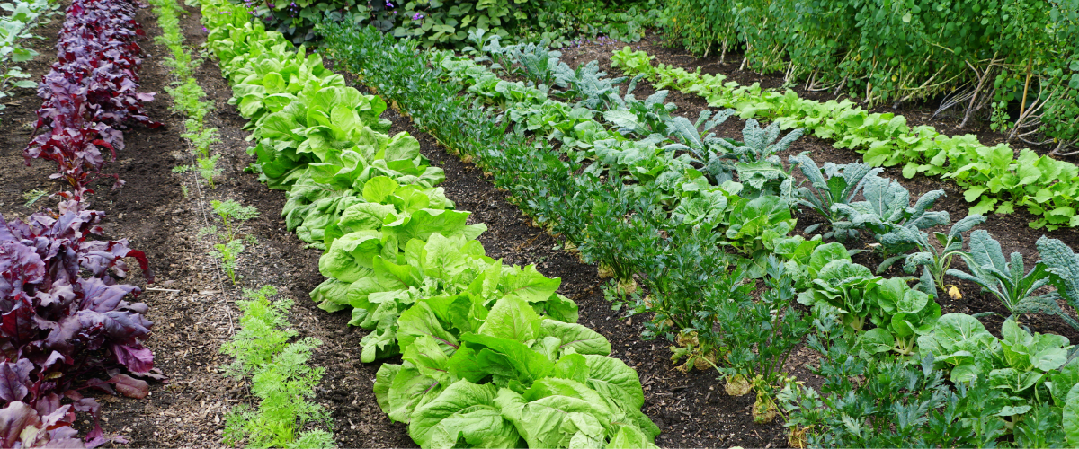 veggie garden