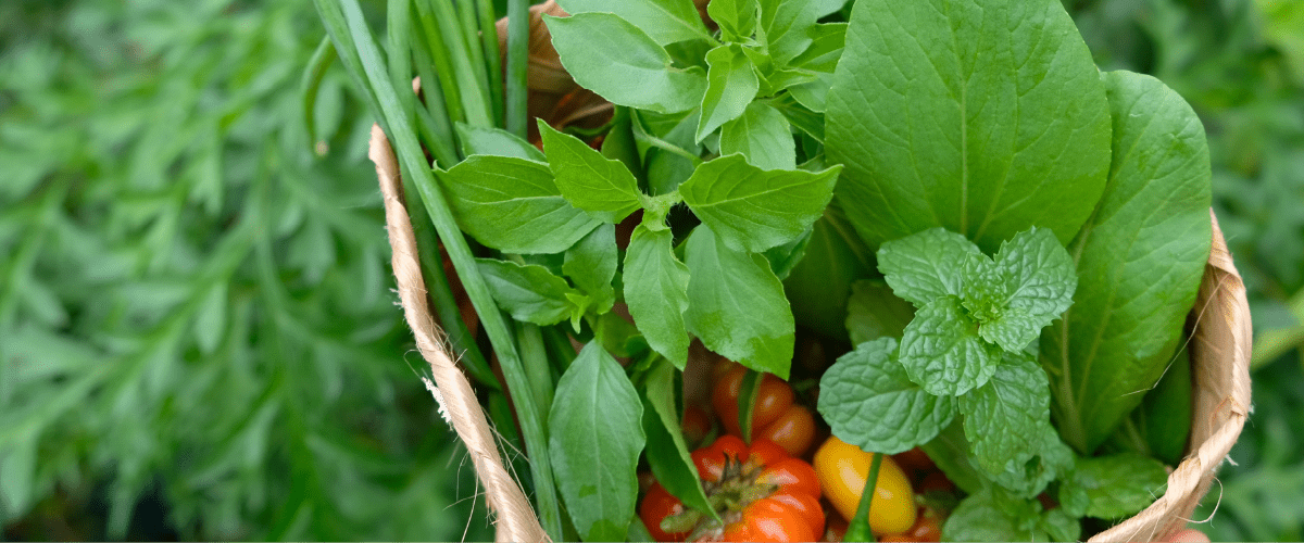 assortment of plants from home garden