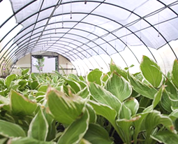 Inside a green house behind plants with irrigation system overhead